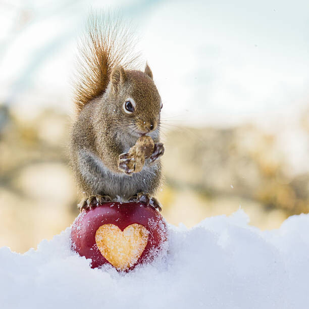 Levně Plakát, Obraz - squirrel love, Nancy Rose, 40 × 40 cm