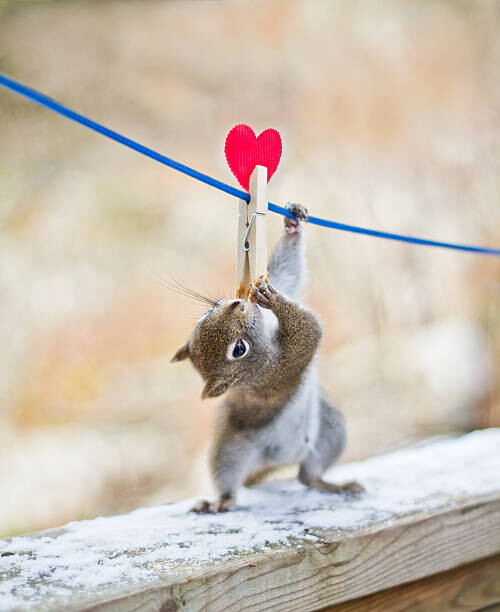 Levně Plakát, Obraz - Squirrel twisting to lick peanut, Nancy Rose, 30 × 40 cm