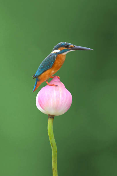 Levně Plakát, Obraz - Common Kingfisher perched on a lotus flower, BirdHunter591, 26.7 × 40 cm