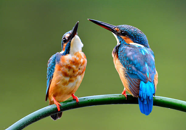 Levně Plakát, Obraz - The lovely pair of Common Kingfisher, PrinPrince, 40 × 26.7 cm