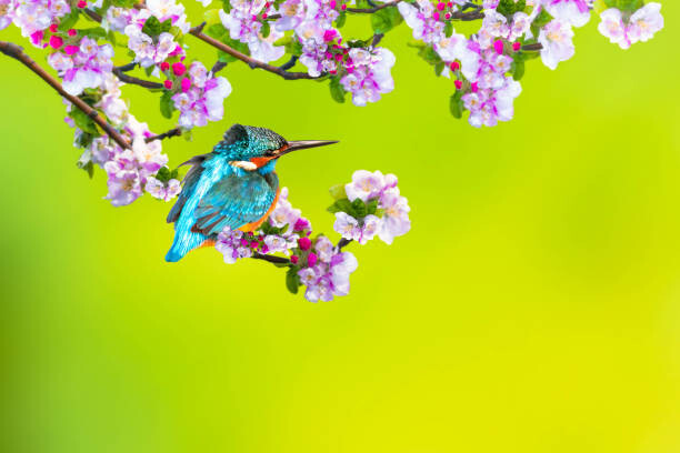 Levně Plakát, Obraz - A bird in a wonderful nature, serkanmutan, 40 × 26.7 cm