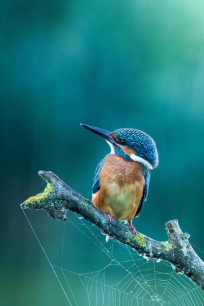 Levně Plakát, Obraz - Close-up kingfisher, Federico Ranalli, 26.7 × 40 cm