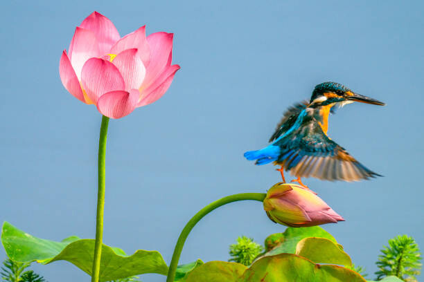 Levně Plakát, Obraz - The kingfisher,China, 13708458888 / 500px, 40 × 26.7 cm