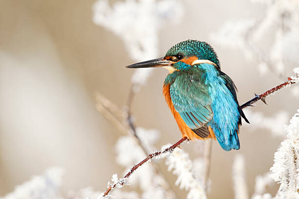 Levně Plakát, Obraz - Kingfisher, Alcedo atthis, MikeLane45, 40 × 26.7 cm