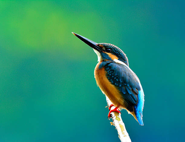 Levně Plakát, Obraz - Common kingfisher a beautiful blue, PrinPrince, 40 × 30 cm