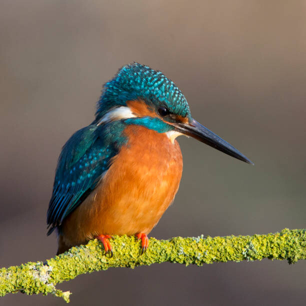 Levně Plakát, Obraz - Kingfisher close up, Photograph by Lyle McCalmont, 40 × 40 cm