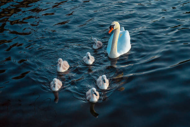 Fotografie Urban Mute Swan newly hatched family, CHUNYIP WONG, 40 × 26.7 cm