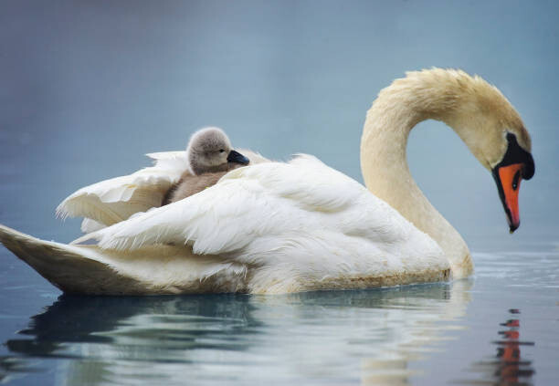 Plakát, Obraz - Sleepy Mute Swan Cygnet Takes a Ride on Mom's Back, Vicki Jauron, Babylon and Beyond Photography, 40 × 26.7 cm