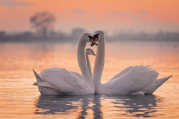 Fotografie Swans floating on lake during sunset, SimonSkafar, (40 x 26.7 cm)