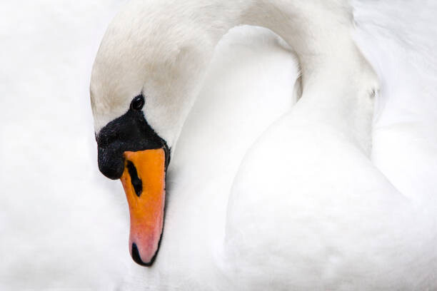 Levně Plakát, Obraz - Mute Swan, Switzerland, Manuel ROMARIS, 40 × 26.7 cm