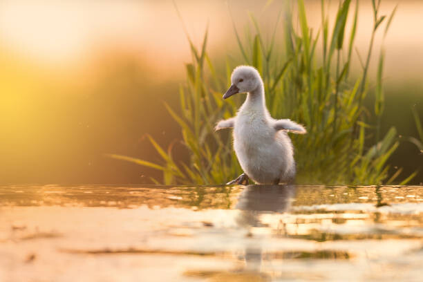 Plakát, Obraz - Close-up of swan in lake,Fenniscourt,Ireland, Marcin Kaczmarkiewicz / 500px, 40 × 26.7 cm
