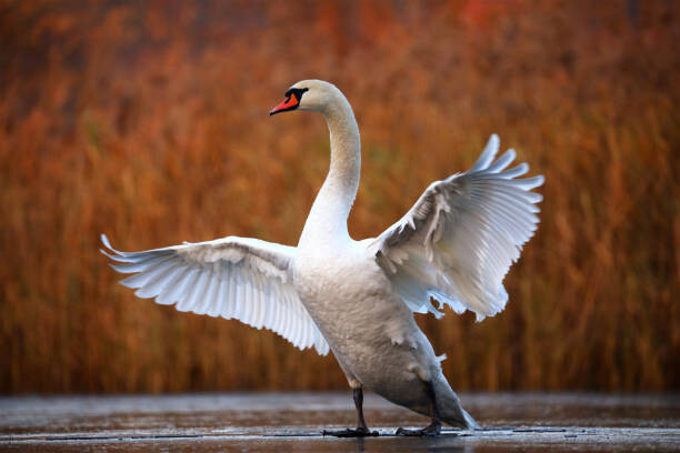 Levně Plakát, Obraz - Swan on ice, Antagain, 40 × 26.7 cm