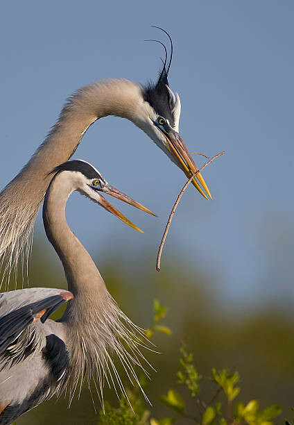 Umělecká fotografie Great Blue Heron mating ritual, Canon_Bob, (26.7 x 40 cm)
