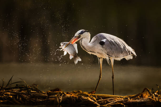Fotografie Gray heron catching fish in wilderness., skynesher, 40 × 26.7 cm