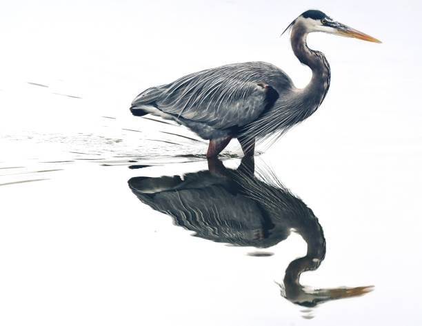 Levně Plakát, Obraz - Mirror reflection in the pond, Jeff R Clow, 40 × 30 cm