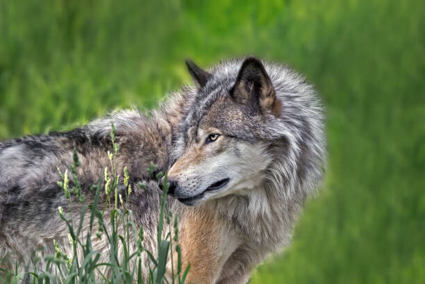 Levně Plakát, Obraz - Beautiful profile portrait of a Gray Wolf, Enn Li Photography, 40 × 26.7 cm