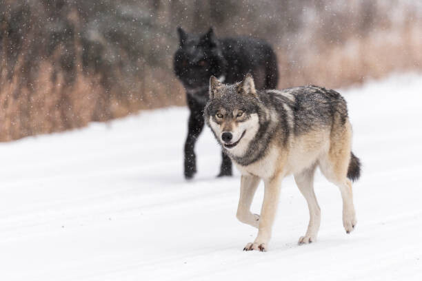 Plakát, Obraz - Wild Wolves, canis lupus, in the Canadian Rockies, Colleen Gara, 40 × 26.7 cm