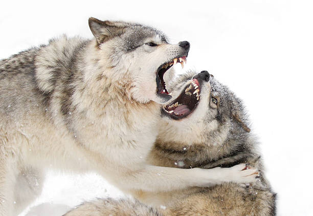 Umělecká fotografie Timber wolves play fighting in the snow, Jim Cumming, (40 x 26.7 cm)