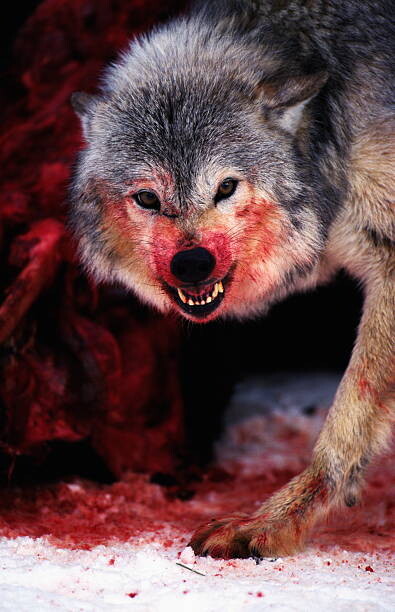 Plakát, Obraz - Grey wolf (Canis lupus) snarling over fresh kill, John Giustina, 26.7 × 40 cm