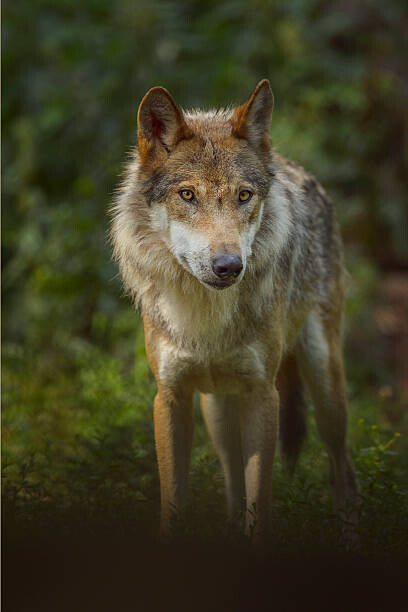 Levně Plakát, Obraz - European Gray Wolf, Canis lupus lupus, Raimund Linke, 26.7 × 40 cm