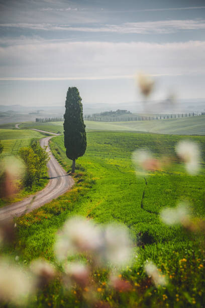 Umělecká fotografie Tuscany landscape view of green hills, serts, (26.7 x 40 cm)