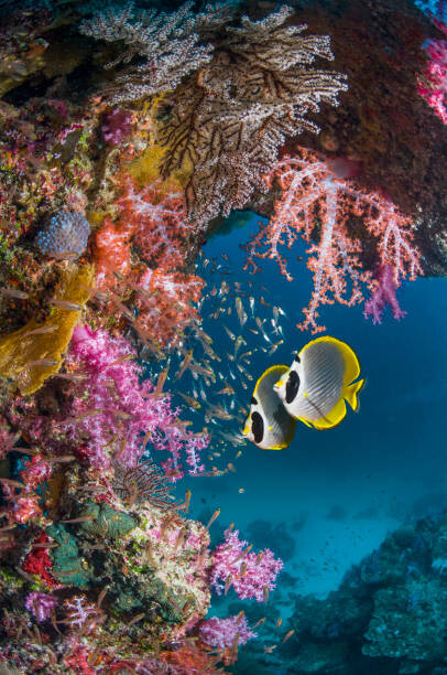 Levně Plakát, Obraz - Butterflyfish with soft corals., Georgette Douwma, 26.7 × 40 cm
