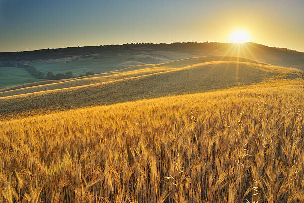 Levně Plakát, Obraz - Grainfield with Sunrise, Raimund Linke, 40 × 26.7 cm