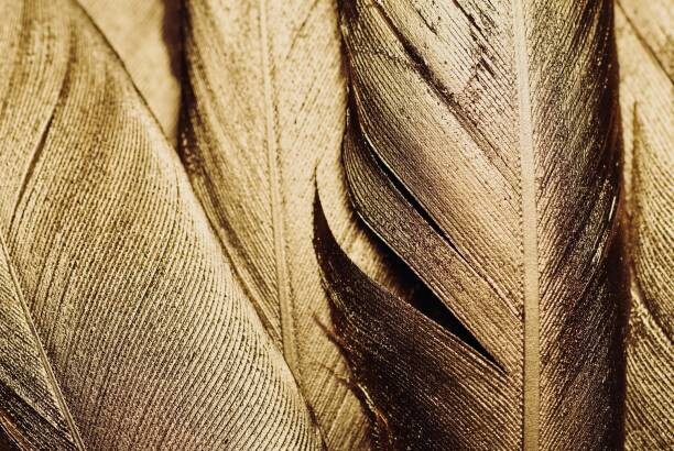 Ilustrace Close-up of Gold Leaf Feathers, Adrienne Bresnahan, 40x26.7 cm