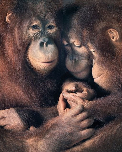 Poster Tim Flach - Orangutan Family