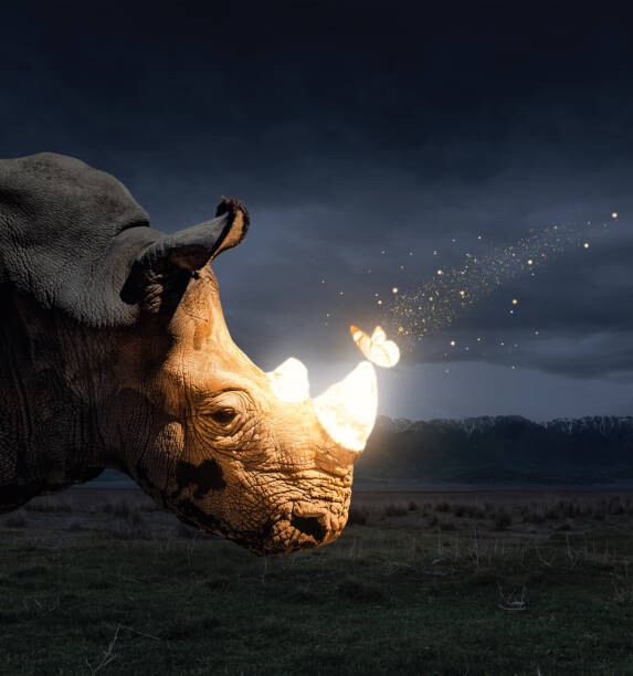 Levně Plakát, Obraz - Magical butterfly sitting on the rhino, byheaven, 40 × 40 cm