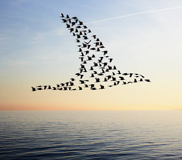 Ilustrace Flock of birds in bird formation flying above sea, Tim Robberts, 40x35 cm