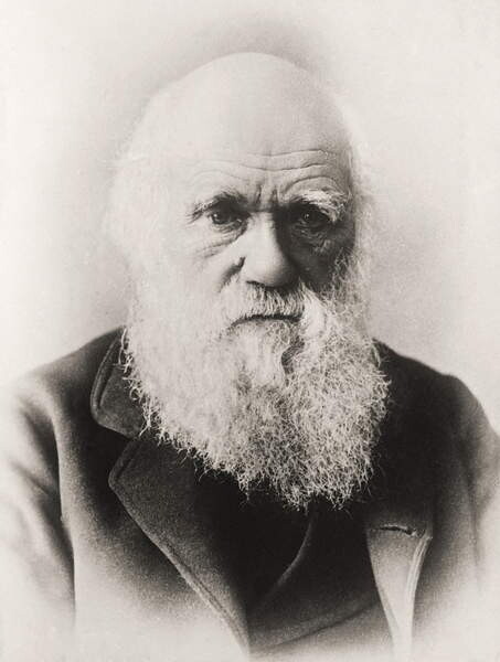 Fotografie Charles Darwin, English School,, 30x40 cm