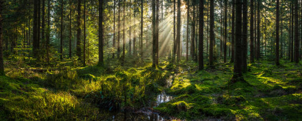 Fotografie Sunlight streaming through forest canopy illuminated, fotoVoyager, 50x20 cm