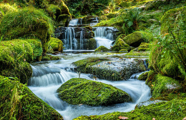 Fotografie Scenic view of waterfall in forest,Newton, Ian Douglas / 500px, 40x26.7 cm