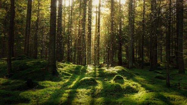 Umělecká fotografie Magical fairytale forest., Björn Forenius, (40 x 22.5 cm)