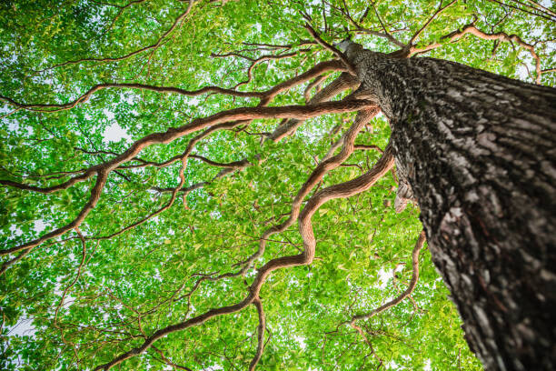 Fotografie New green leaf tree in nature forest, somnuk krobkum, 40x26.7 cm