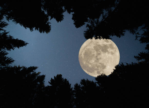 Fotografie Full super moon over forest, Jasmin Merdan, 40x30 cm