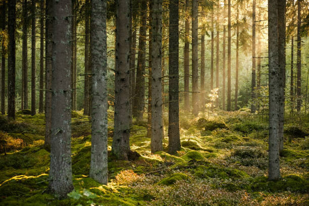 Fotografie Evening sun shining in spruce forest, Schon, 40x26.7 cm