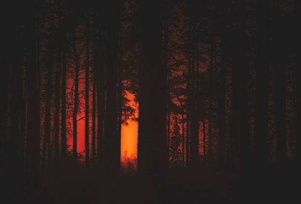 Fotografie Forest Fire, Milamai, 40x26.7 cm
