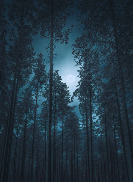 Fotografie Ghostly winter trees against starry sky, Milamai, 30x40 cm