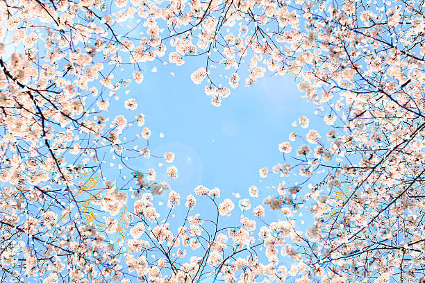 Fotografie Cherry blossom, YuriF, (40 x 26.7 cm)