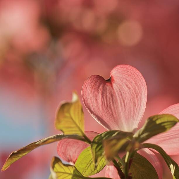 Fotografie Heart bloom, Pamela Long, 40x40 cm