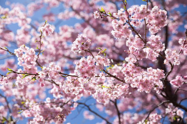 Fotografie Sweet sakura flower in springtime, somnuk krobkum, 40x26.7 cm