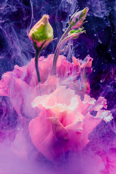Fotografie Flower in colourful water, Lorado, 26.7x40 cm