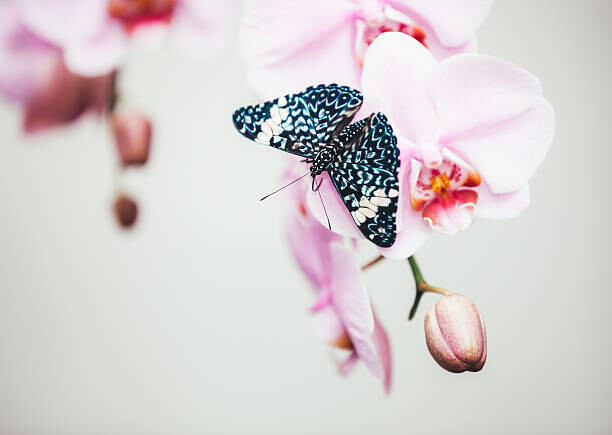 Fotografie Butterfly On Orchid, borchee, 40x30 cm