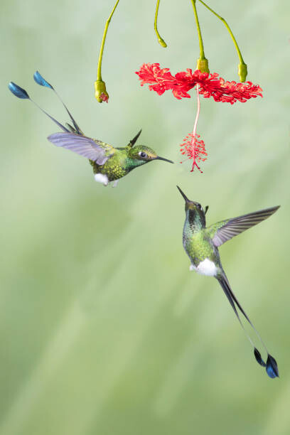 Fotografie Pair of male Booted Rackettail Hummingbirds, Hal Beral, 26.7x40 cm
