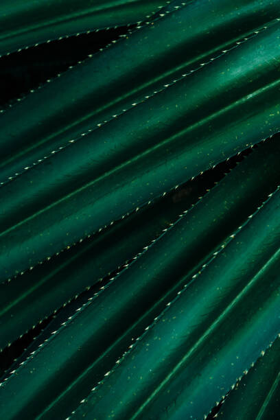 Fotografie Close up of thorny green leaves, Olena Malik, (26.7 x 40 cm)