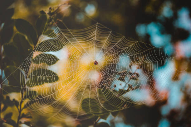 Levně Plakát, Obraz - Low angle view of spider on web, Cavan Images, 40 × 26.7 cm