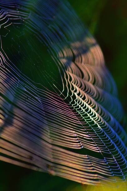 Fotografie Close-up of spider on web,France, Minh Hoang Cong / 500px, 26.7x40 cm