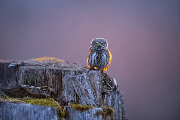 Fotografie Eurasian pygmy owl in beautiful sunset, Krzysztof Baranowski, 40x26.7 cm